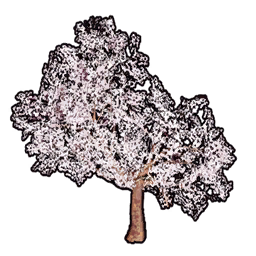 Faux Cherry Blossoms C icon