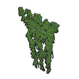 Big Wall Ivy icon