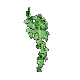 Small Wall Ivy icon