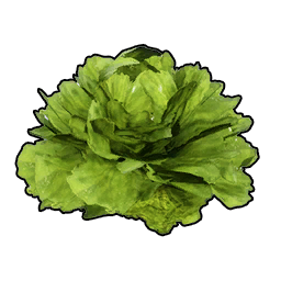 Lettuce icon